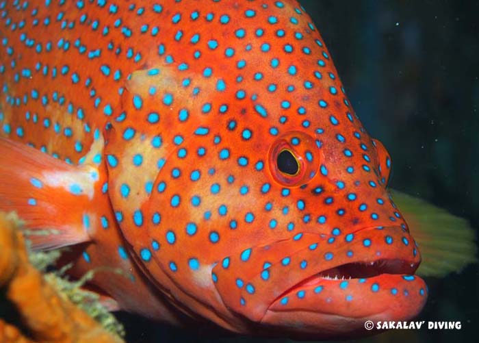 diving courses photo and video in Madagascar